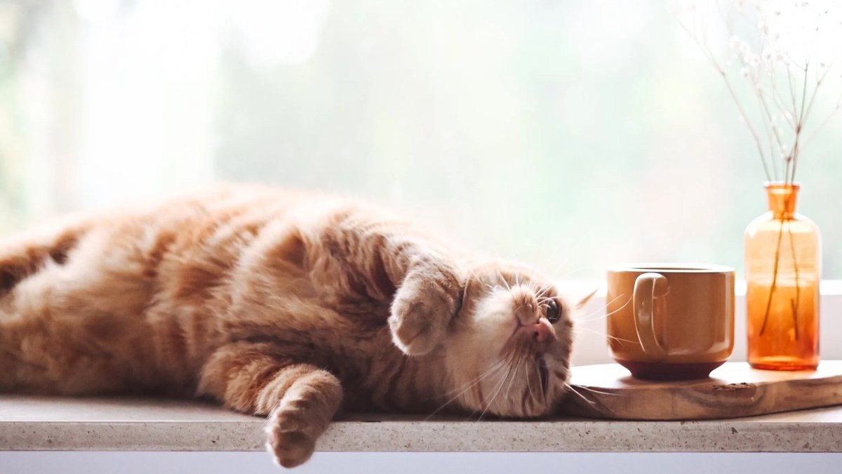 A welcoming cat cafe