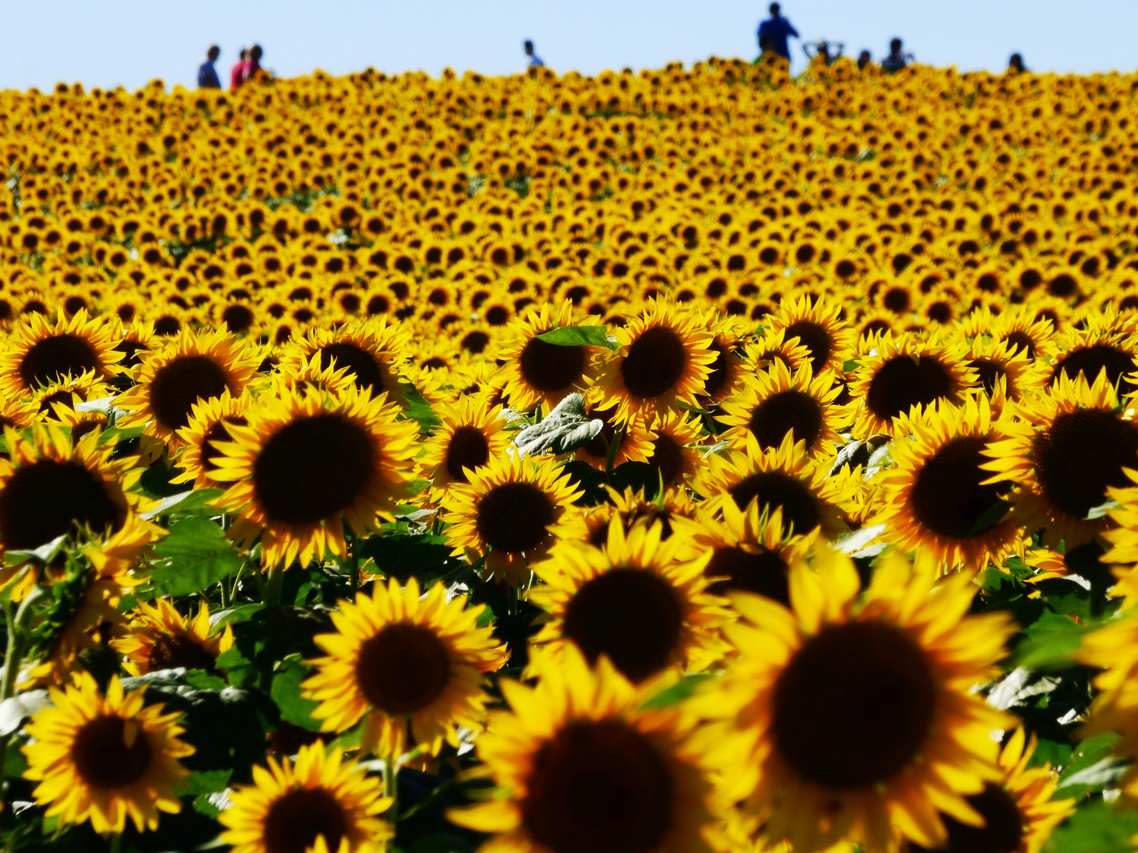 Image of Lawrence, Kansas, United States