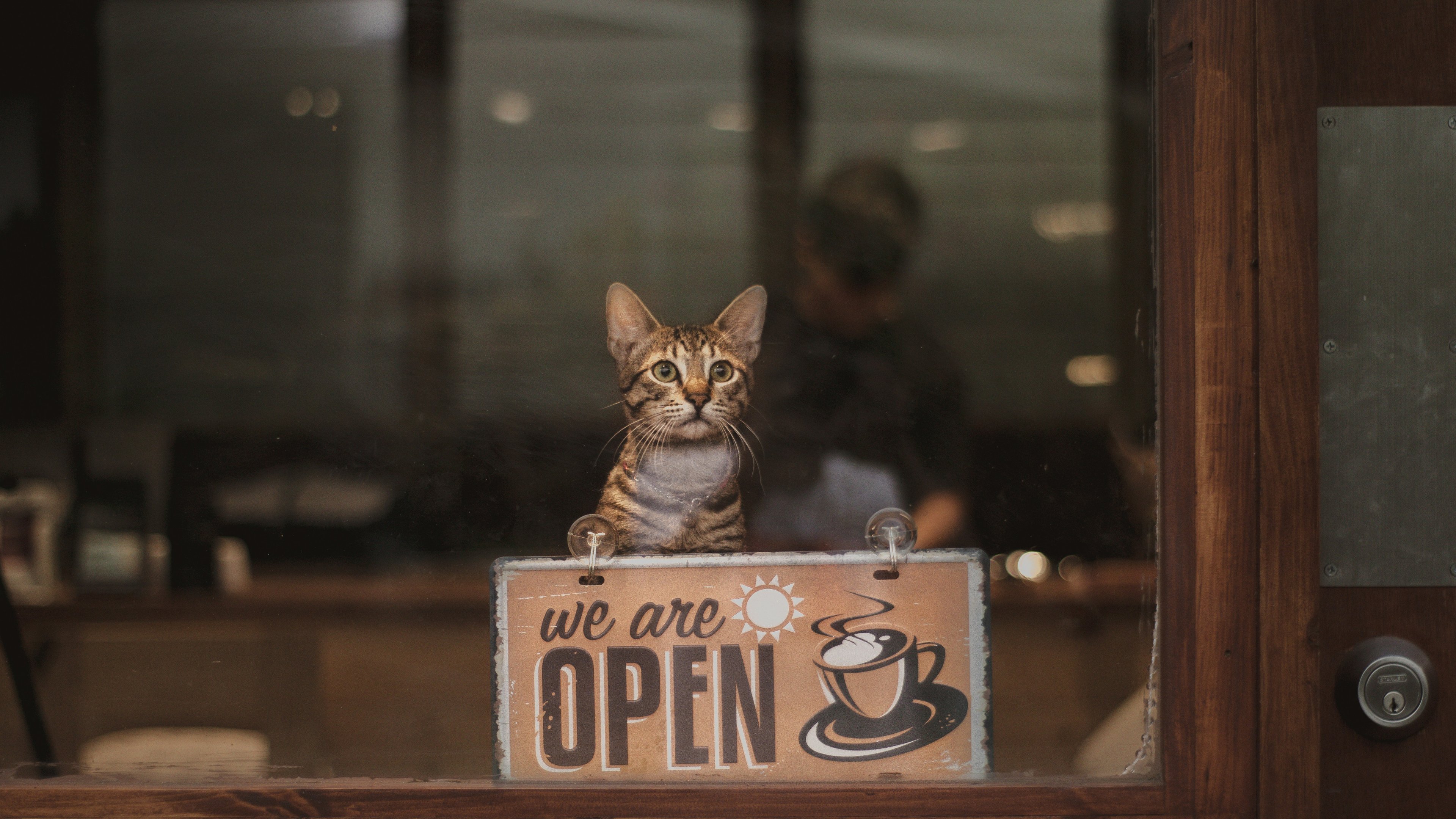 Launch Your Cat Café: A Step-by-Step Action Plan