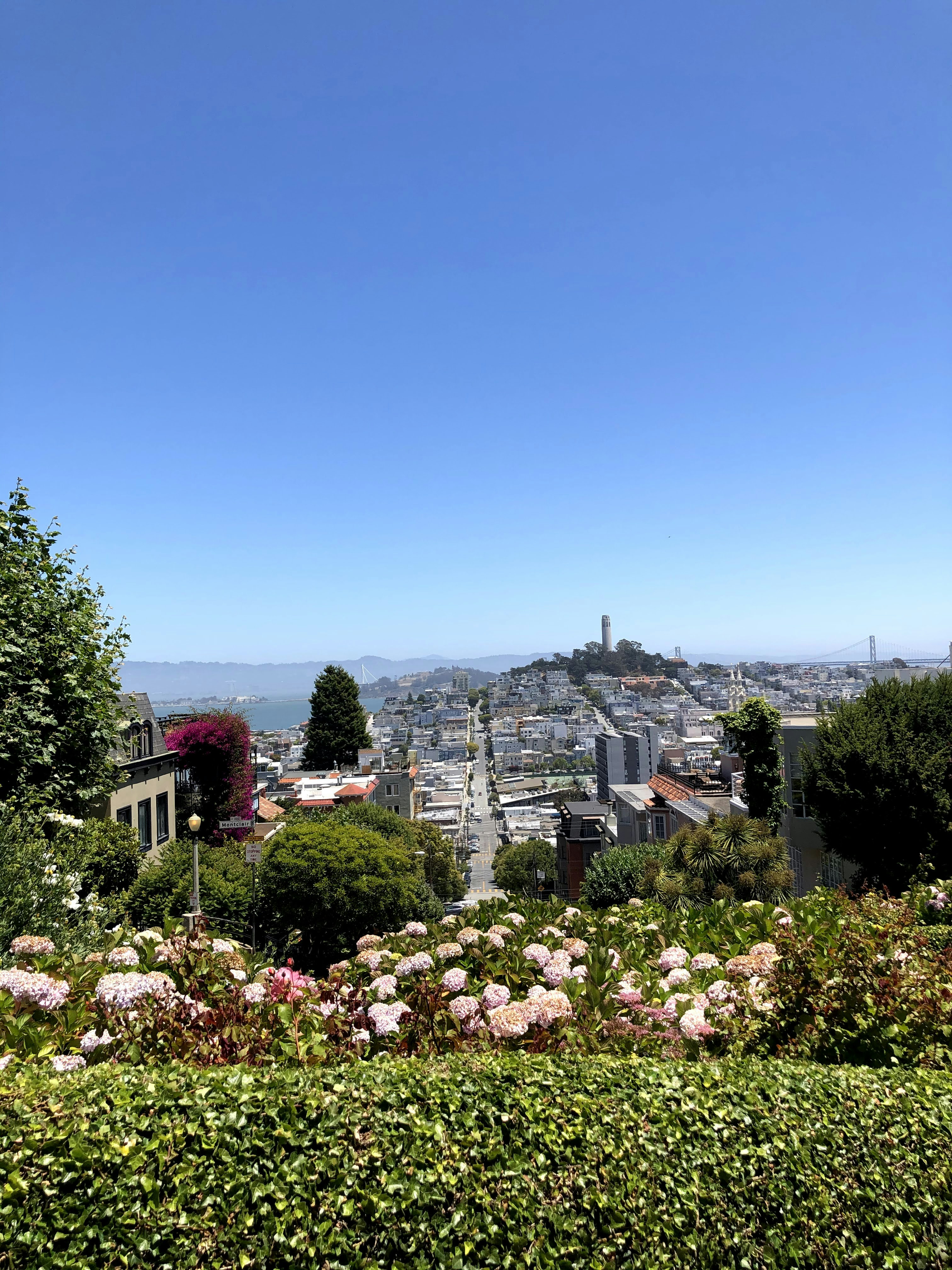 Discover KitTea Cat Lounge: San Francisco's Premier Cat Cafe
