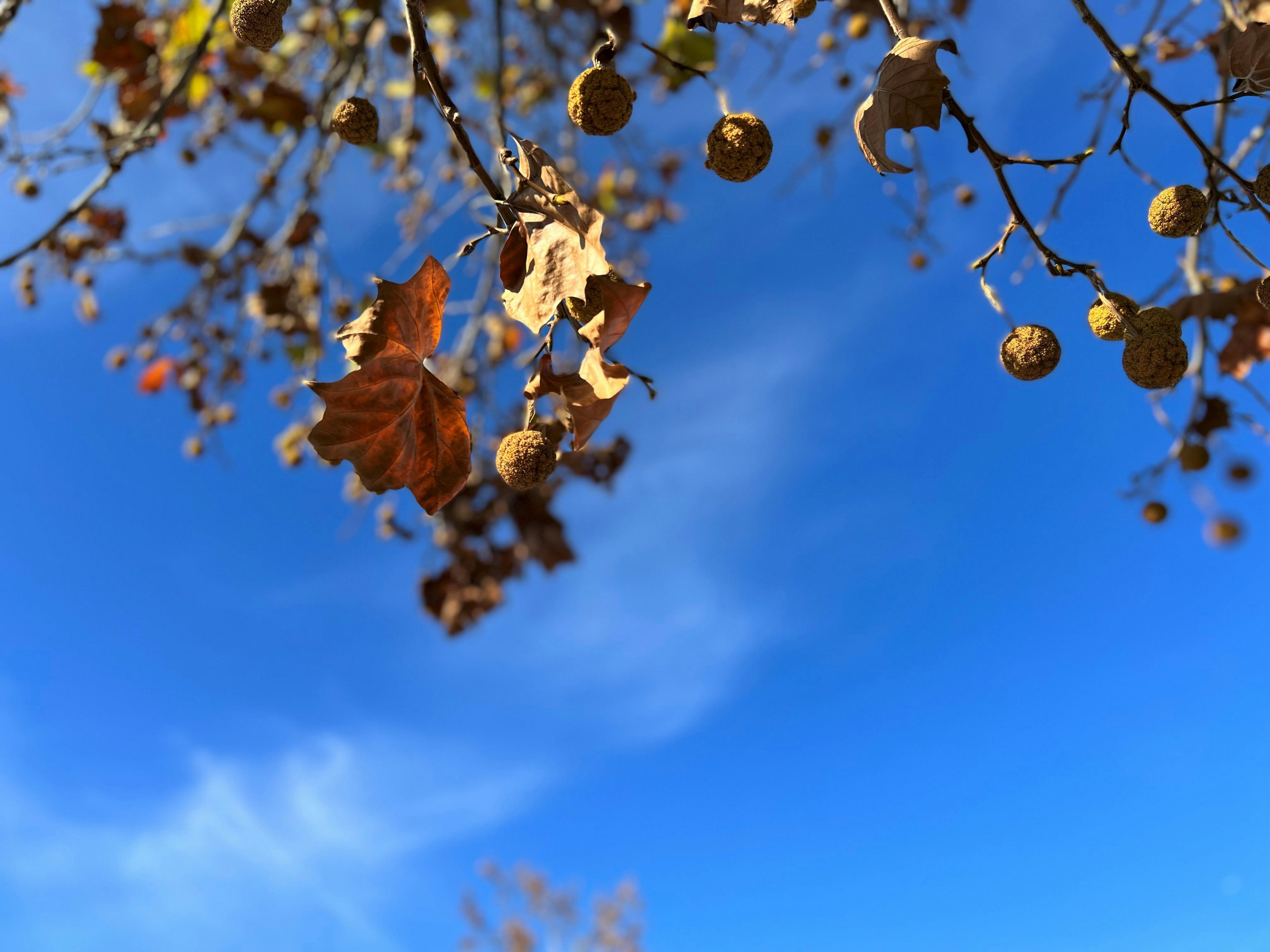 Image of Milpitas, California, United States