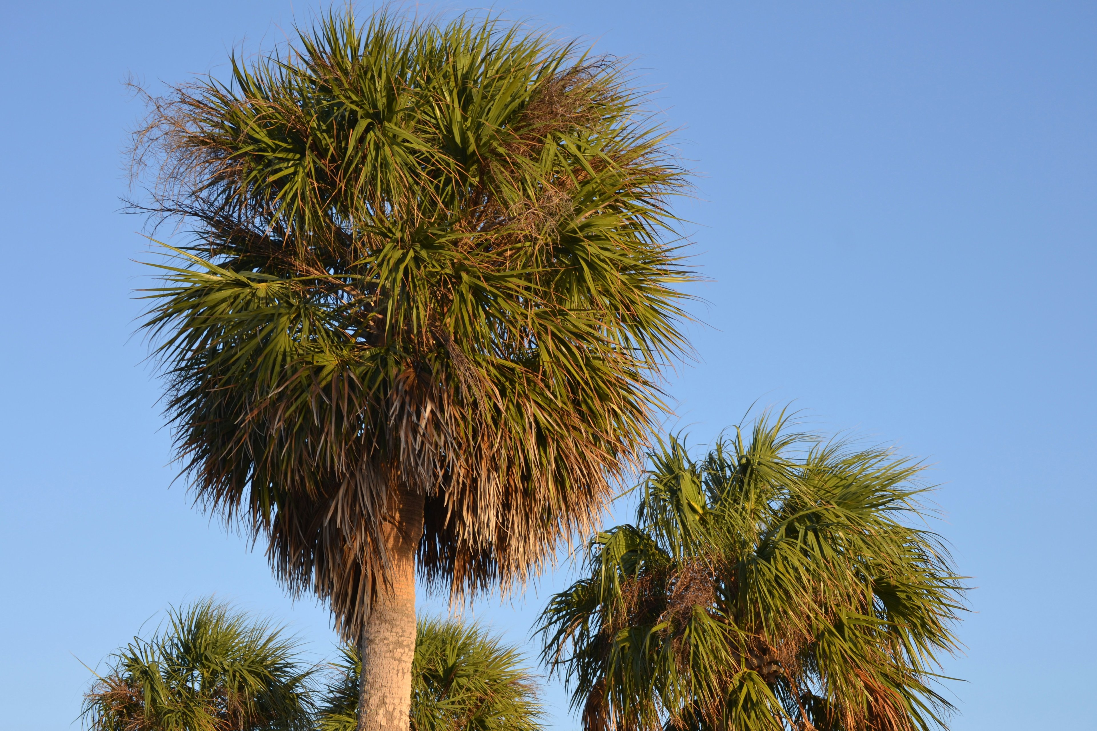 Image of Daytona Beach, Florida, United States