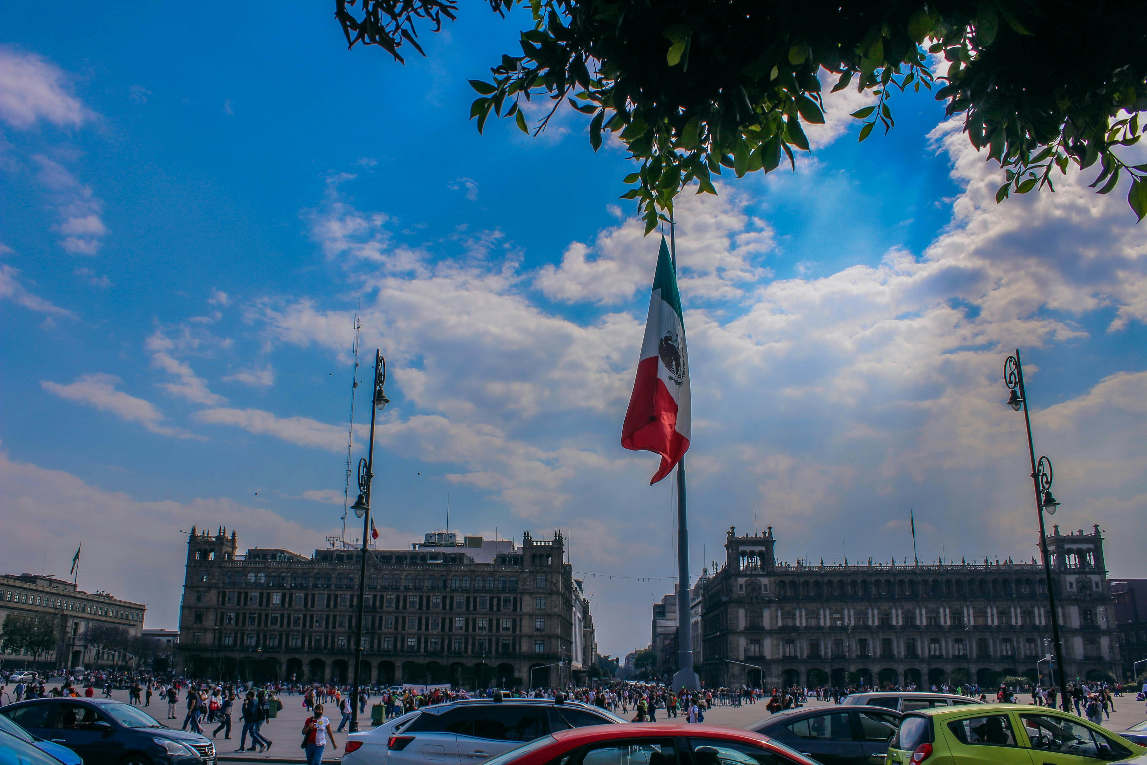 Cat cafes in Ciudad De México - Discover adoption lounges and tea rooms