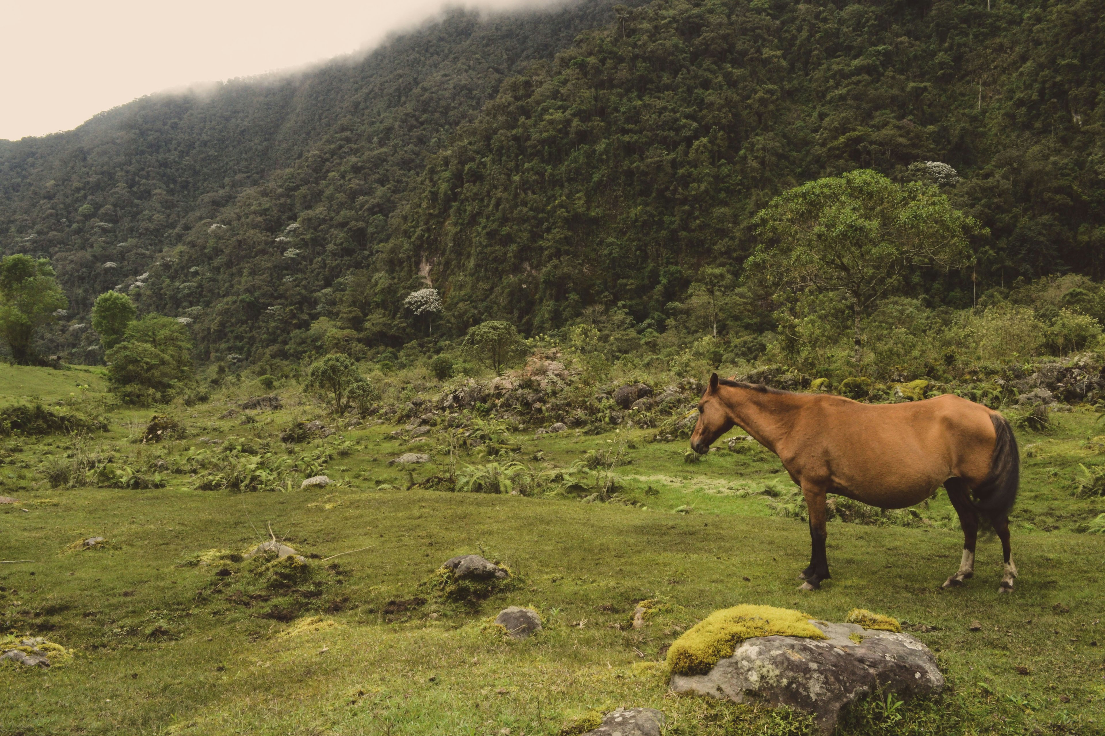 Image of Risaralda, Colombia