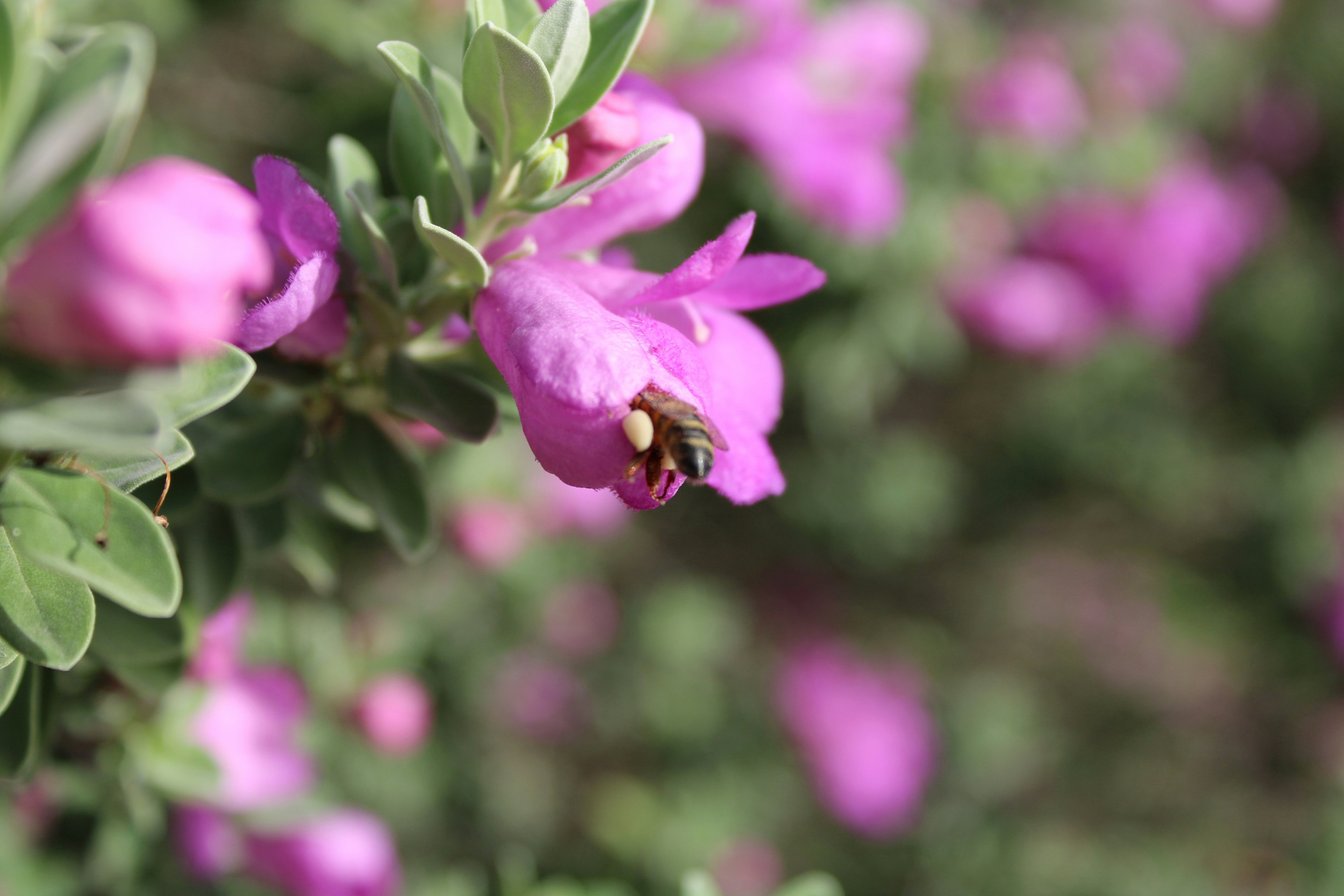 Image of Chihuahua, Mexico