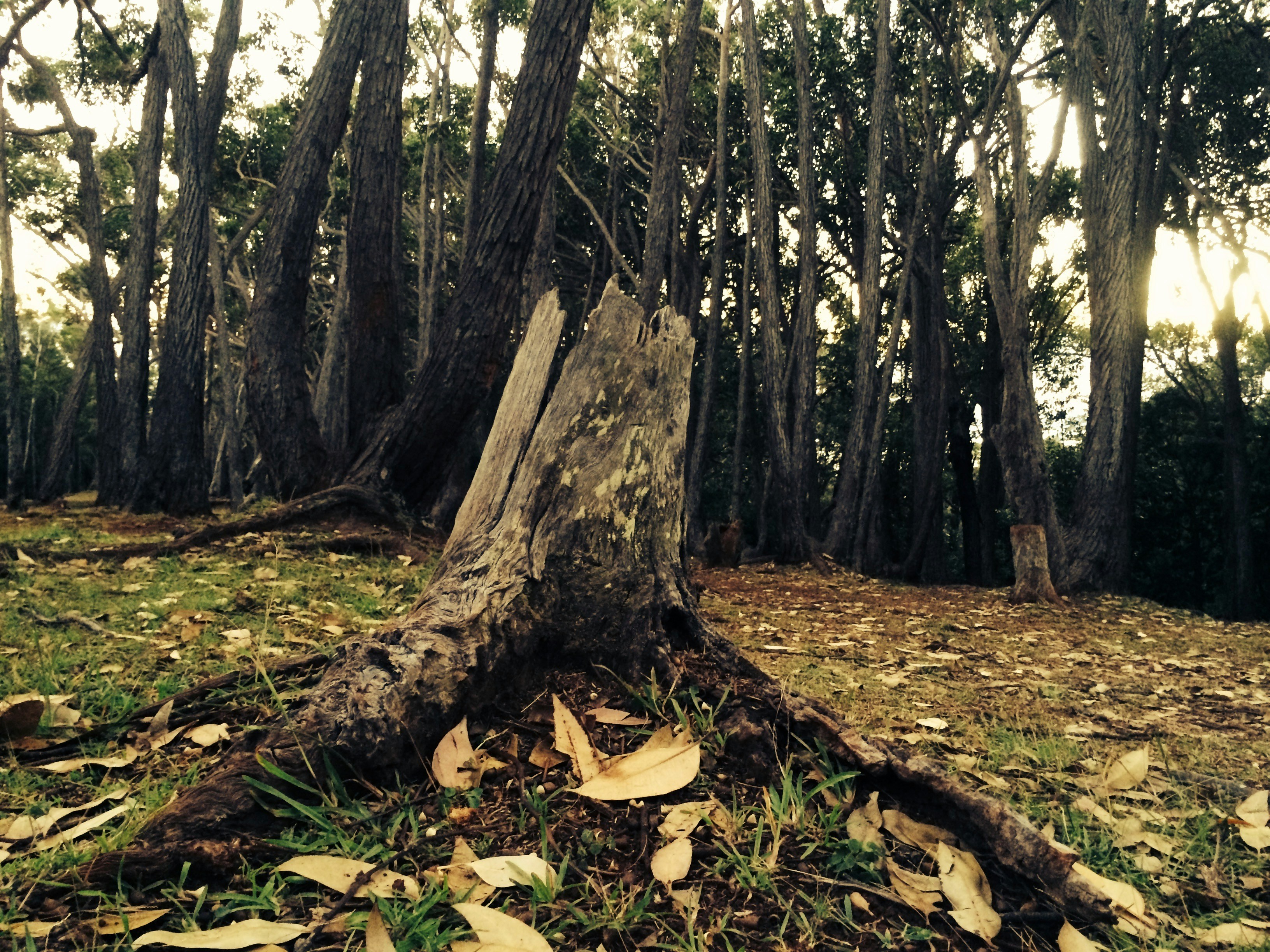 Image of Aiea, Hawaii, United States