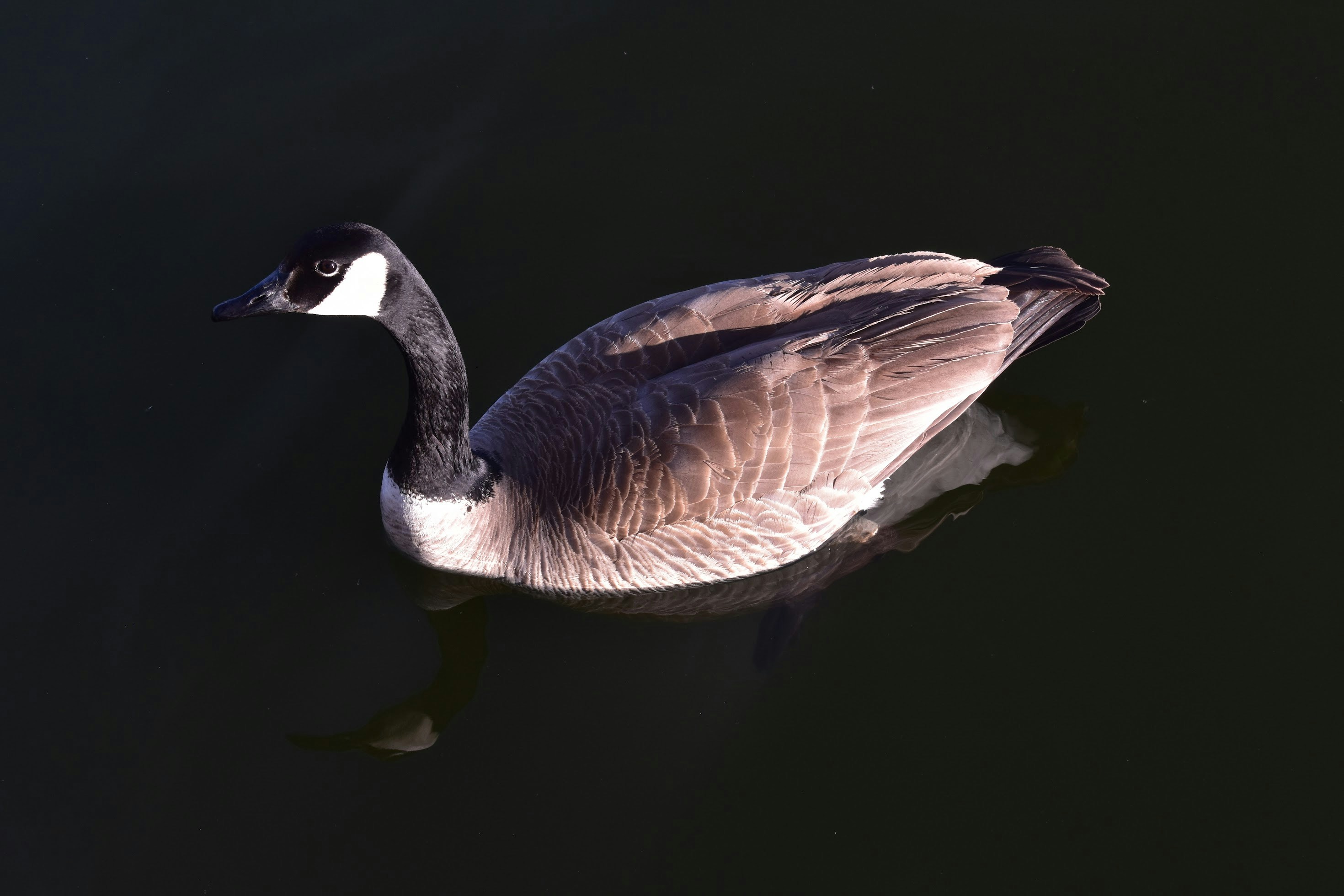 Image of Longmont, Colorado, United States