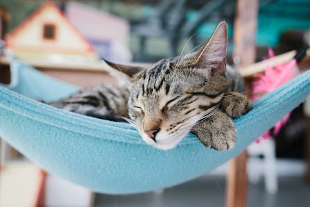 Cat Town