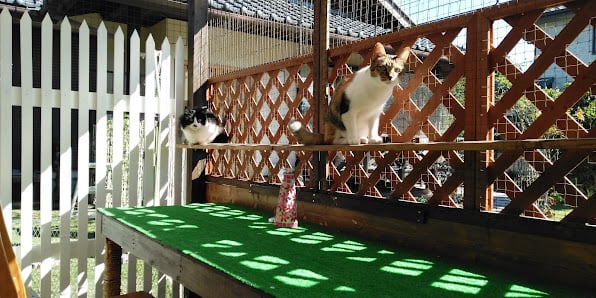 猫カフェゆづ