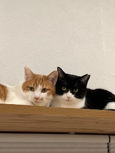 10 Best Cat Cafes in Osaka for Your Next Visit