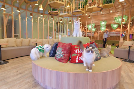 CAT CAFE MOCHA（Akihabara Store）