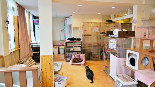 Osaka Namba Cat Cafe Nekonoeniwa