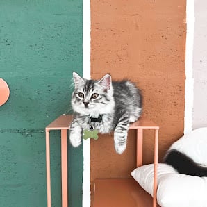 7 Best Cat Cafes in Dubai for Feline Therapy and Coffee