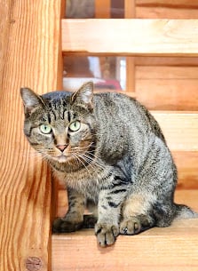 Cat Cafe necolabo