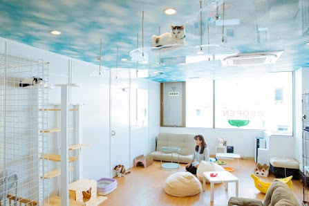 Cat Cafe Sakura 1