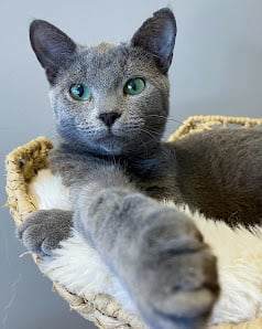Naughty Cat Cafe