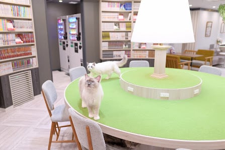 Cat Cafe MOCHA ARCHE Omiya
