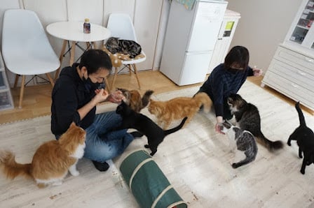 猫カフェ ニケミンハウス