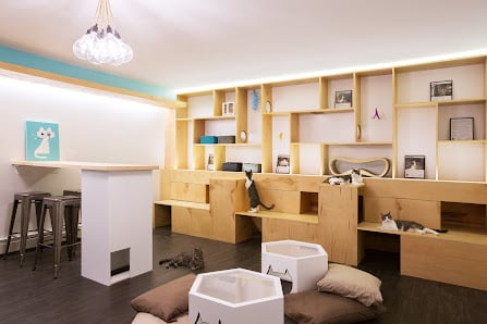 Inside Meow Parlour: A Typical Day at New York City’s First Cat Cafe