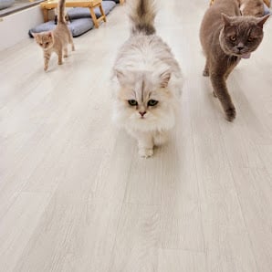 9 Best Cat Cafes in South Korea for Your Next Visit