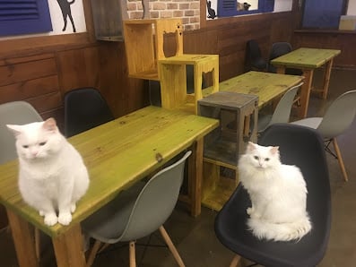 일산고양이카페 냥이시대 ilsan catcafe