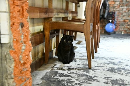 ShadowCat 隱貓