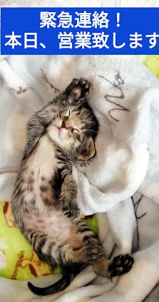 遊べる保護猫ルーム Snuggle-スナグル-