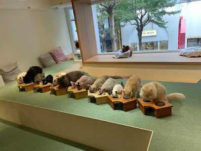 FUFUCatCafe