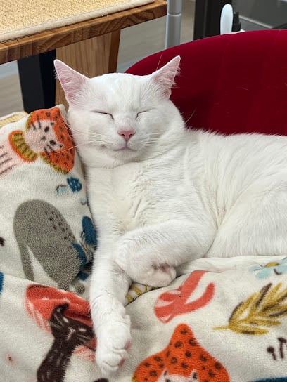 Kitty Brew Cat Café