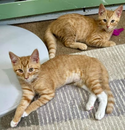 Whiskers Cat Cafe Philly