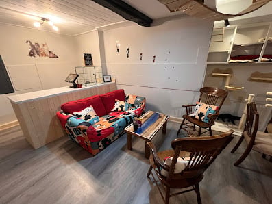 Andover Catfe - Premium cat cafe with private lounge