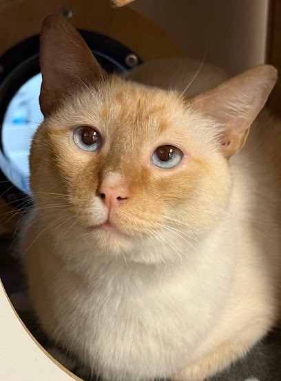 Kitty Cat Cafe and Adoption Lounge Inc