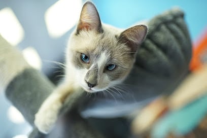 5 Reasons Polineko is the Best Quiet Cat Cafe in Madrid