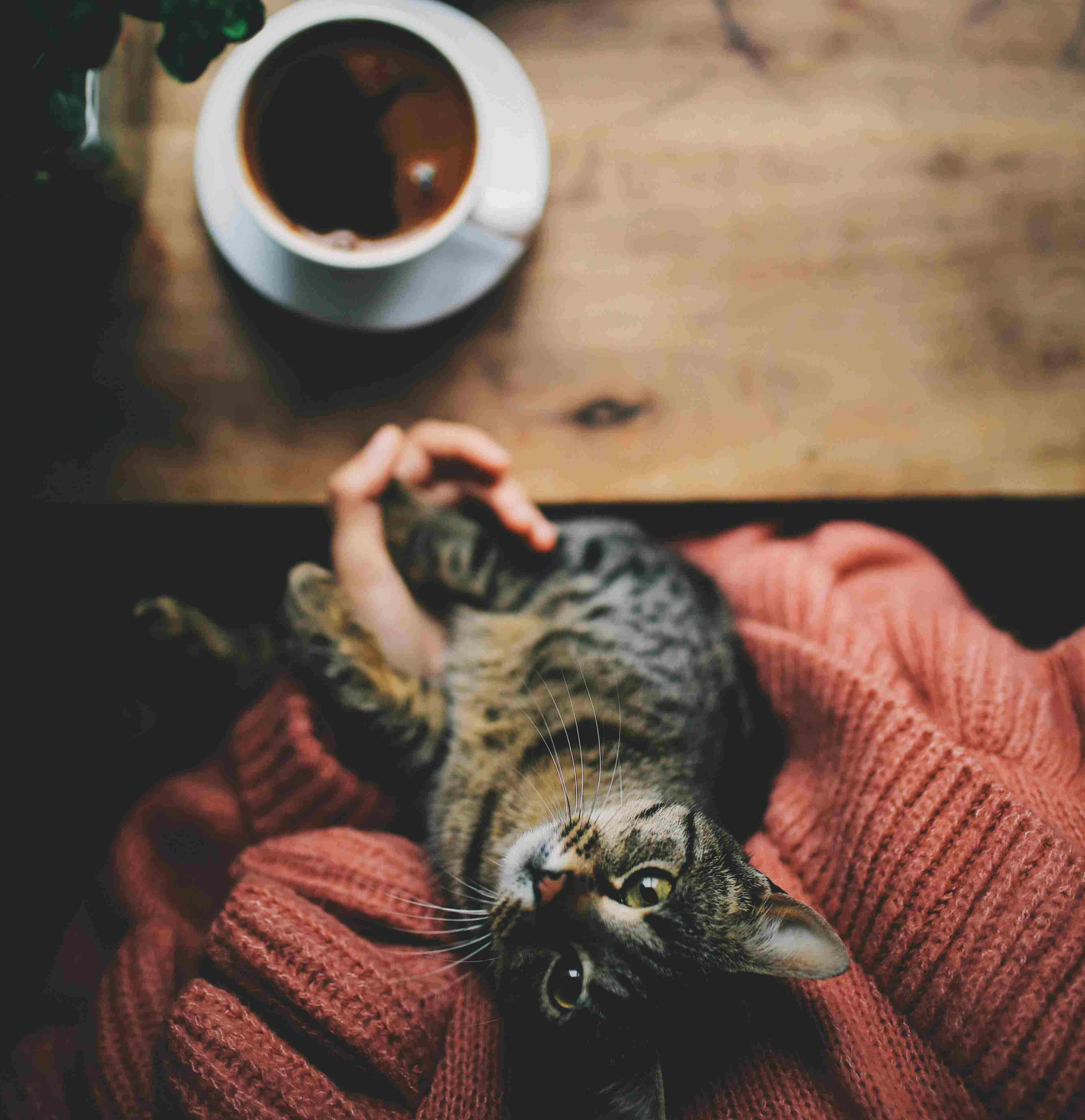 drinking a hot cup of coffee and petting cats in a cozy atmosphere